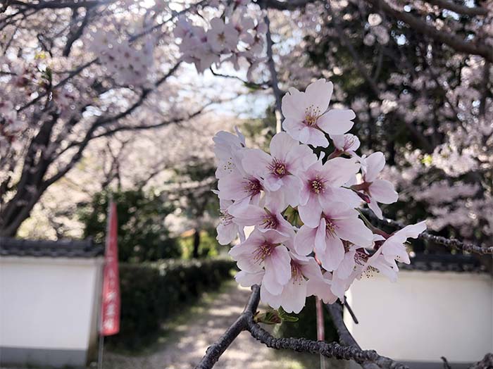 西念寺の桜