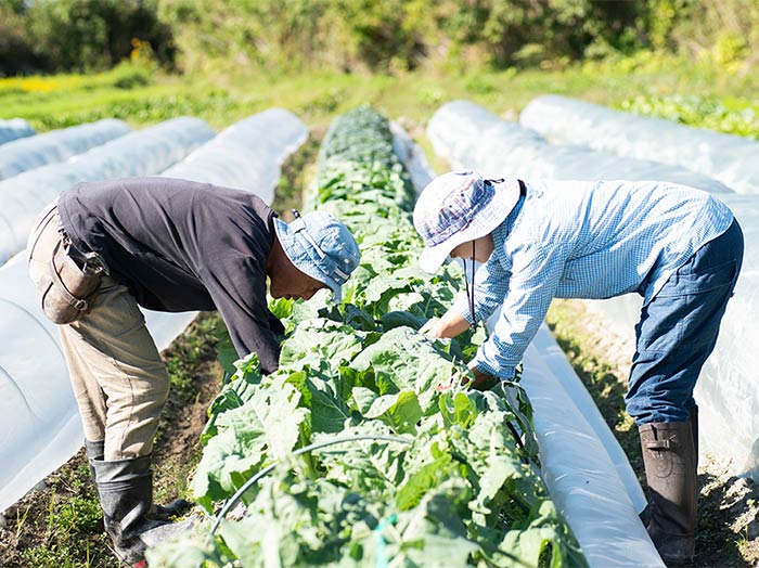 淡路島西洋野菜園