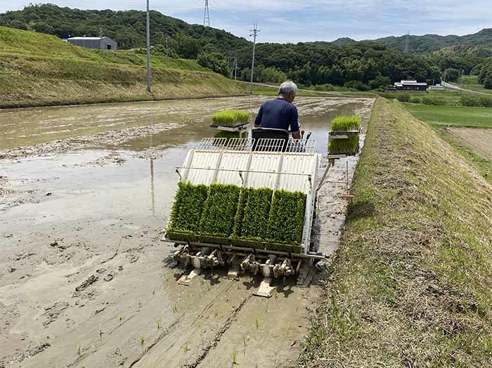 田植え作業