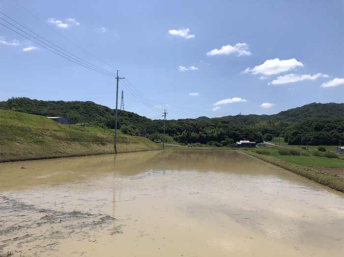 作業終了時の田んぼ