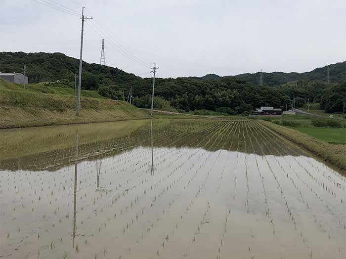 田植えが終わった田んぼ