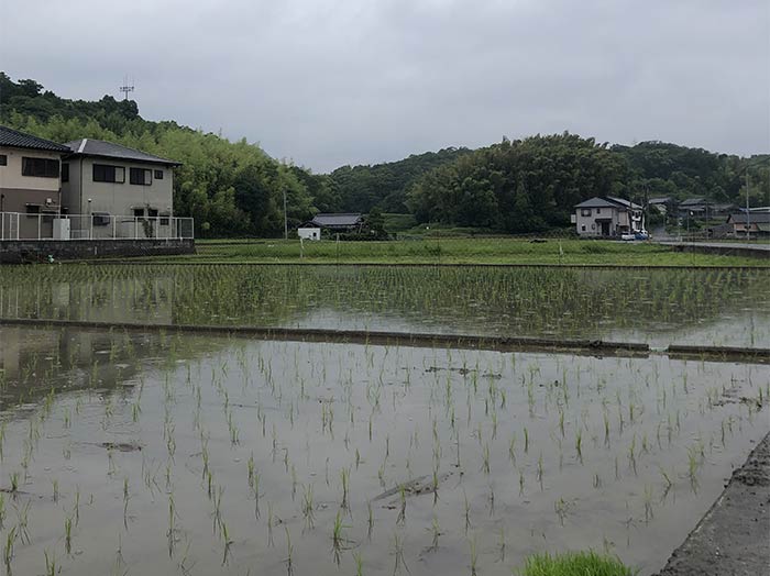 田んぼ