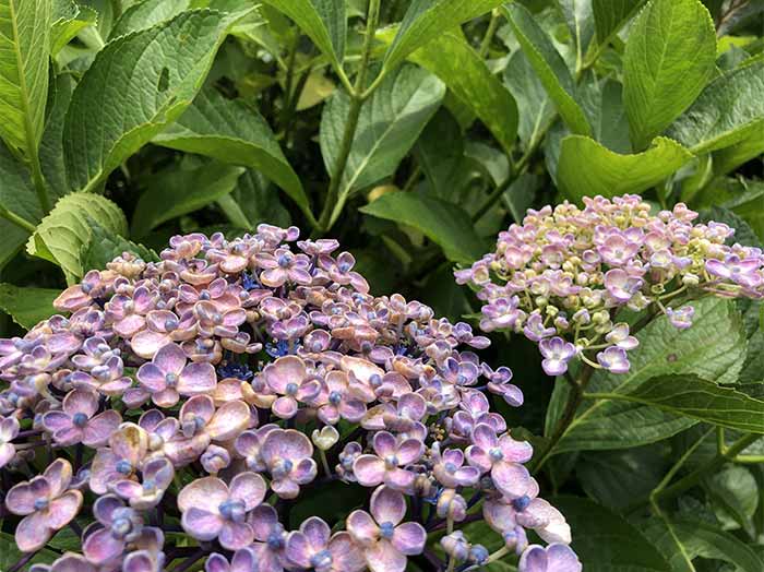 うず紫陽花