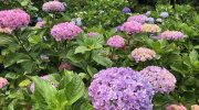 淡路島観光・あじさい園の開花状況は80%❗️本格的な見頃を迎えそうですよ〜😁