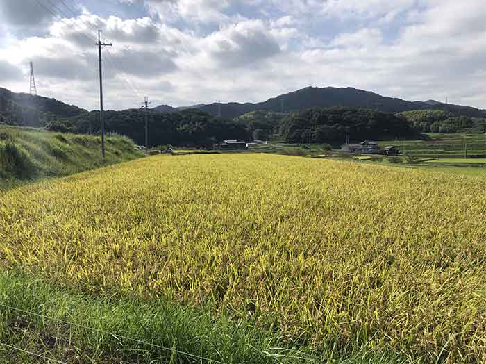 収穫前の田んぼ