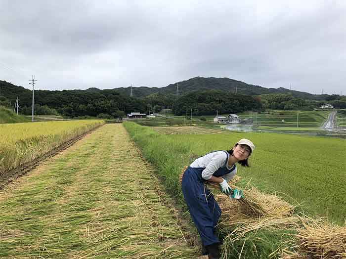 稲をまとめる作業