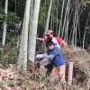 竹を切る息子