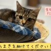 淡路島で難病を患う子猫を救いたい❗️高額な治療費を補う、支援をお願いします🙇‍♂️🙇‍♂️