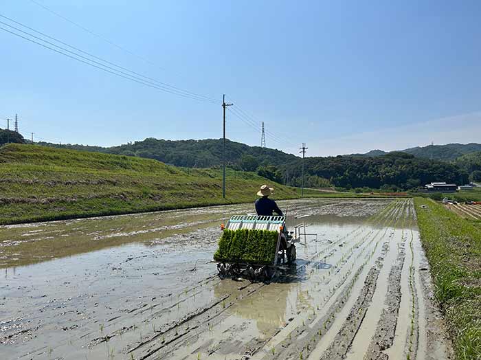 田植え作業