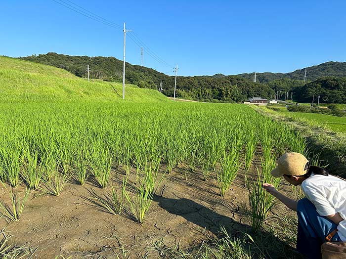 田んぼ