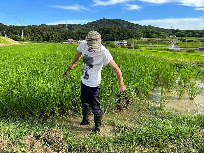 除草作業