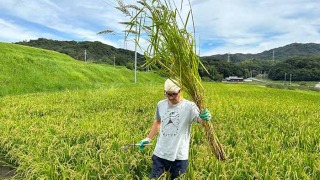 ヒエ取りの様子