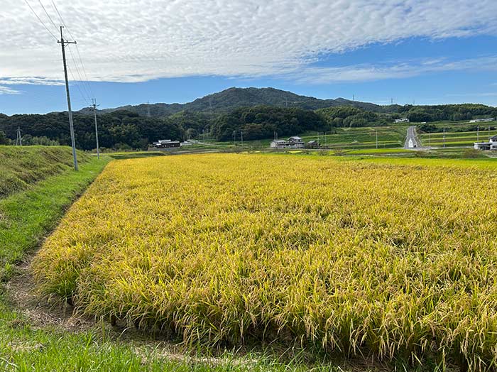 収穫前の田んぼ