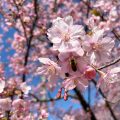 淡路島・洲本で緋寒桜が咲きはじめました🌸春が来てますよー😄