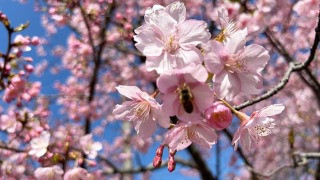 緋寒桜