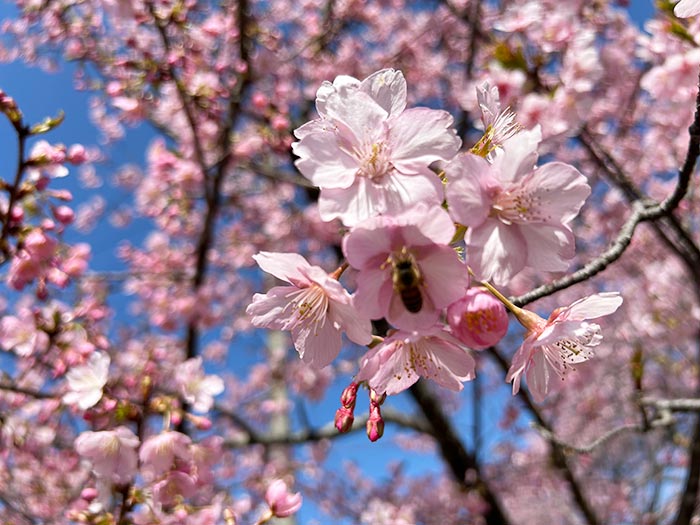 緋寒桜