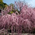 淡路島・村上邸のしだれ梅が満開でしたよ🌸😁
