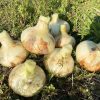 【2025年産・極早生】農薬不使用の新玉ちゃん（4kg） | 淡路島もぐもぐファーム