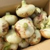 【2025年産・極早生】農薬不使用の新玉ちゃん（10kg） | 淡路島もぐもぐファーム
