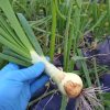 農薬不使用の葉玉ねぎ（2.5kg） | 淡路島もぐもぐファーム