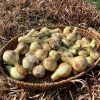 【2025年産・極早生】農薬不使用ちい玉ちゃん（4kg） | 淡路島もぐもぐファーム